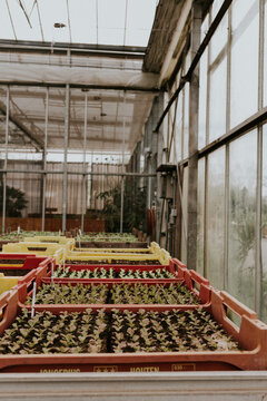 Seedlings growing in lush greenhouse