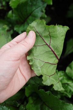 Close up of hand holding beet Seedlings growing in lush greenhouse