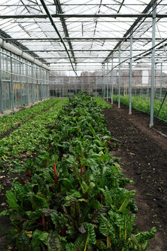 Close up of rainbow chard growing in lush greenhouse