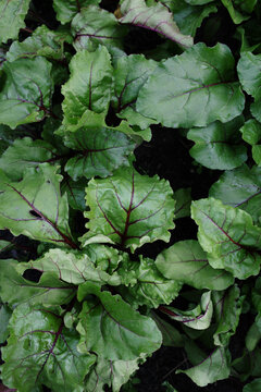 Close up of beet Seedlings growing in lush greenhouse