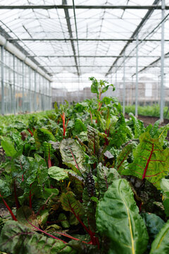 Close up of rainbow chard growing in lush greenhouse