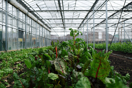 Close up of rainbow chard growing in lush greenhouse