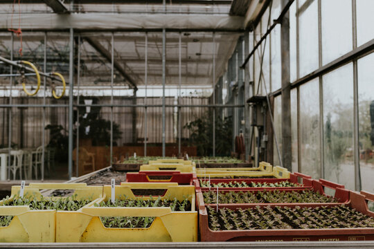 Seedlings growing in lush greenhouse