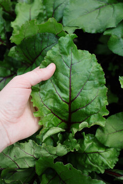 Close up of beet Seedlings growing in lush greenhouse
