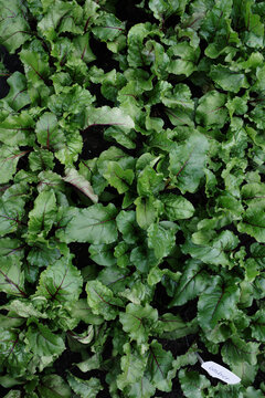 Close up of beet Seedlings growing in lush greenhouse