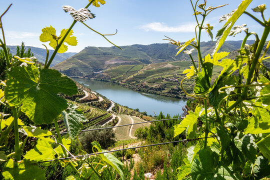 Douro Valley vineyards and river framed by grape leaves in Portugal