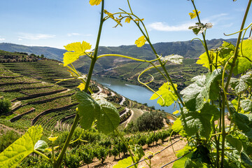 Naklejka premium Douro Valley vineyards and river framed by grape leaves in Portugal