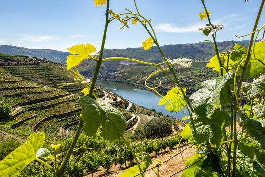 Douro Valley vineyards and river framed by grape leaves in Portugal