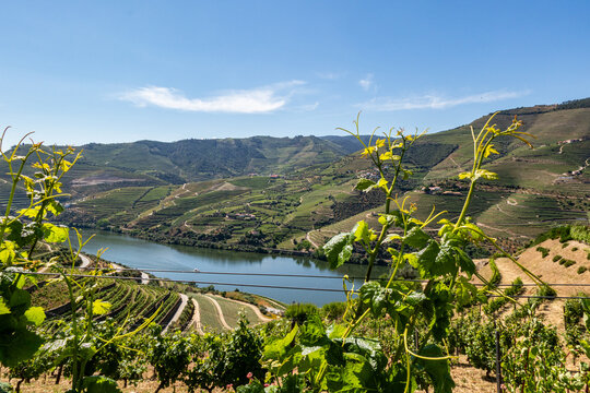 Douro Valley vineyards and river framed by grape leaves in Portugal