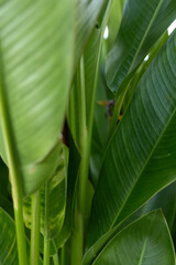 Fototapeta premium Closeup of lush green leaves from a tropical plant, sunlight filtering through, vivid textures, fresh natural mood, ideal for lifestyle and nature themed scenes in calm home or outdoor settings that