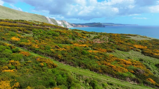 Aerial shot flying over coastal heathland towards white cliffs and Mupe bay in Dorset