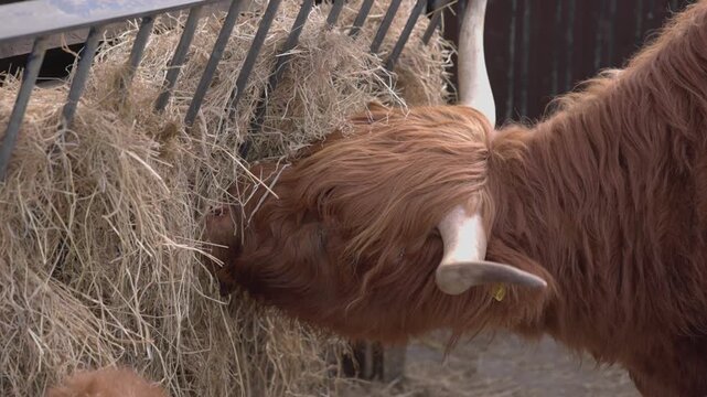 Slowmotion shot of a highland cow with large horns eating straw in a paddock