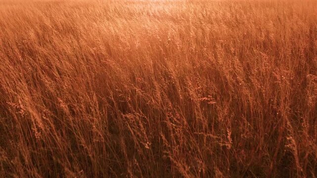 Tall golden grass sways gently in the wind during a warm sunset. Rich orange and amber tones illuminate the expansive meadow creating a peaceful rural atmosphere with soft natural movement.