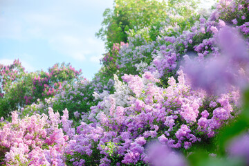 Obraz premium Vibrant blooms cover a hillside in springtime garden landscape