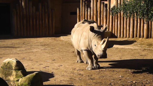 White Rhinoceros Walking Inside a Sunny Zoo Enclosure