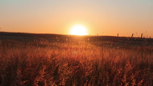 Stunning golden sunset illuminates wild prairie grassland with warm orange light. Tall dried grasses glow in the foreground while wooden fence posts silhouette against the vibrant evening sky.