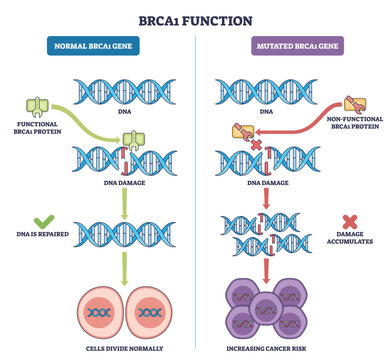 BRCA1 function outline comparing normal and mutated pathways, shows DNA helices, BRCA1 protein, and cancer cells, concept, DNA repair vs damage accumulation. Outline diagram