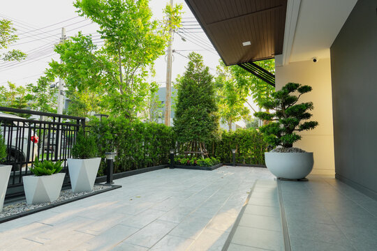 Podocarpus polystachyus is a medium-sized evergreen tree, planted as an ornamental tree in potted gardens and along fences.
