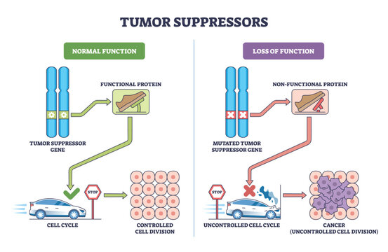 Tumor suppressors brief diagram shows genes as brakes, chromosomes, brake-pedal protein, and cell-cycle car contrast controlled division with cancer growth. Outline diagram