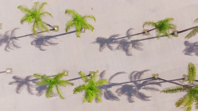 Drone footage captures rows of tall green palm trees casting dramatic long shadows on light gray concrete pavement. Birds eye view shows tropical landscaping in an urban plaza setting on a sunny day.
