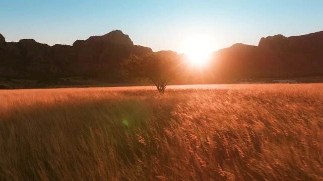 Stunning sunset scene with solitary tree standing in golden grass field as warm light creates lens flare against dramatic mountain silhouettes in the background. Peaceful wilderness landscape.