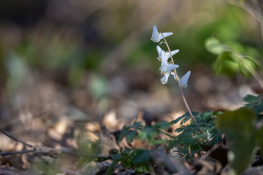Close up view of uncultivated Dutchman's breeches wildflowers (dicentra cucullaria) blooming in a woodland ravine in spring