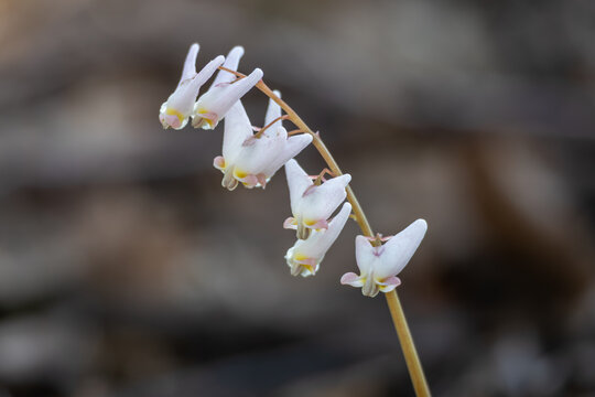 Close up view of uncultivated Dutchman's breeches wildflowers (dicentra cucullaria) blooming in a woodland ravine in spring