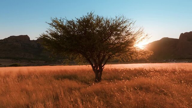 Solitary tree stands silhouetted against setting sun in vast golden grassland with rugged mountains in background. Warm orange light illuminates swaying dry grass creating peaceful savanna scene.