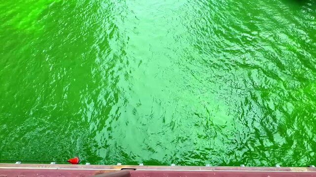 Chicago's river changes to green for St Patrick's Day. Many people gather around to take pictures and celebrate this tradition along the riverbanks during the morning.