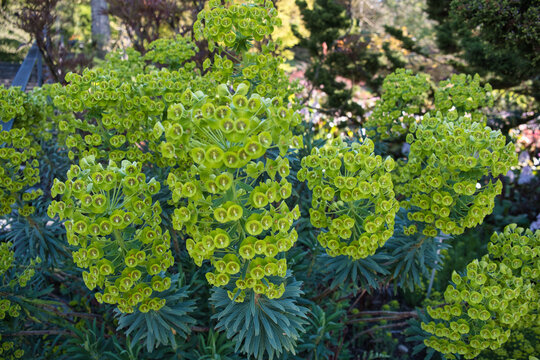Wolfsmilch, Euphorbia