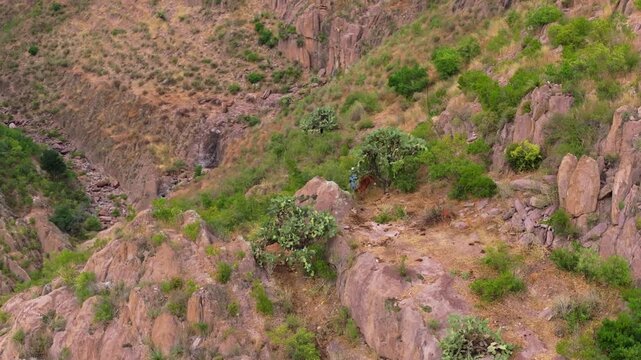Man on horse traverses difficult rocky cliff edge at height. Aerial drone view captures rider in cowboy hat crossing rugged terrain with cactus plants and steep canyon walls in arid mountain.