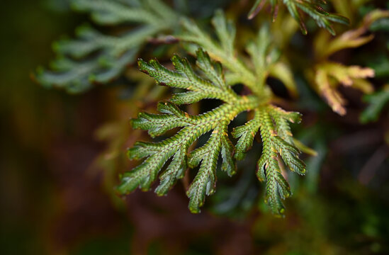 Macro view of a fern-like clubmoss branch with intricate green textures, delicate leaf patterns, and soft blurred natural background.
