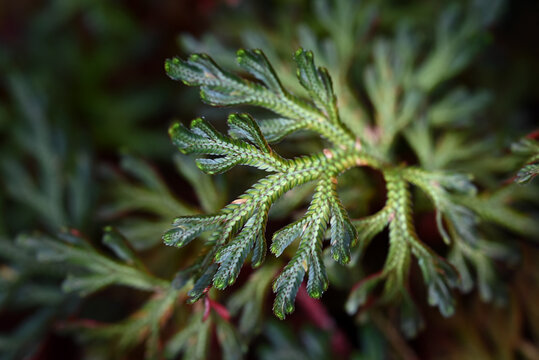 Macro view of a fern-like clubmoss branch with intricate green textures, delicate leaf patterns, and soft blurred natural background.