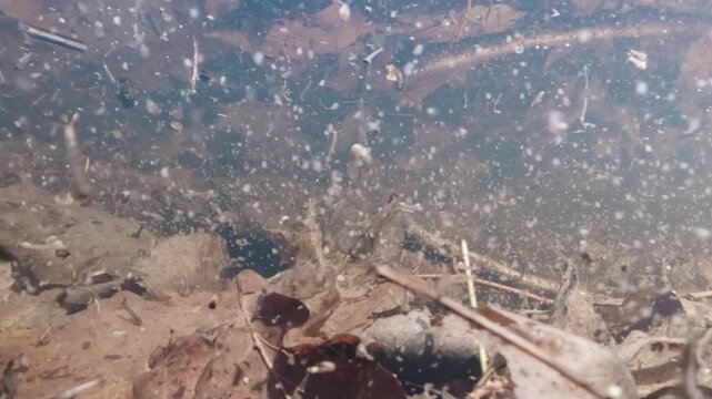 Underwater footage of tadpole shrimp (Lepidurus apus) swimming along the bottom of a temporary vernal pool. Natural light highlights its shield-like carapace, slow movements, and natural habitat.