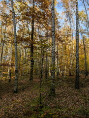 Fototapeta premium Golden Birch Trees in Czech Autumn Forest