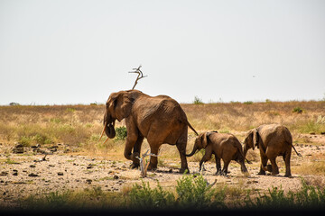African elephant family with calves walking in savanna © UB Travel Photo
