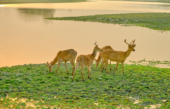 Swamp deer herd at Kaziranga National Park in Assam, India