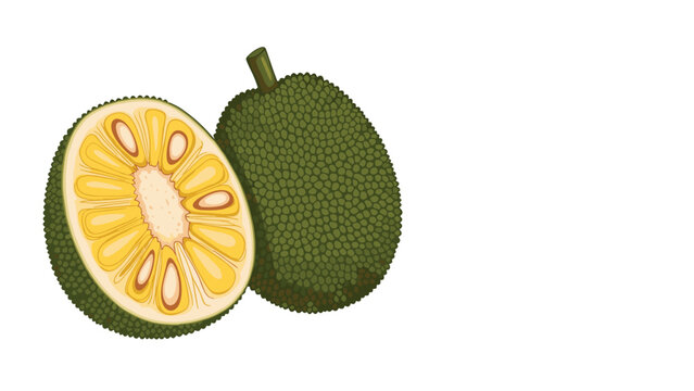 Realistic illustration of a whole jackfruit and a half cut fruit showing the internal yellow pods and seeds on a white background.