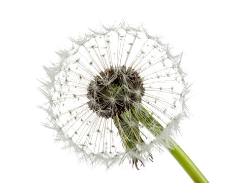 Dandelion puffball isolated on transparent Background