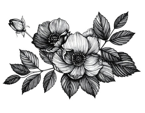 Black botanical line drawing isolated for graphic designers to create minimalist logos or invitations on transparent background for an elegant aesthetic