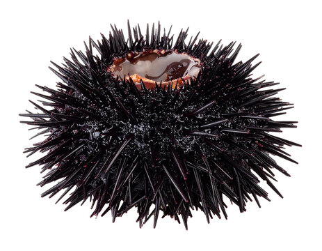 Spiky sea urchin isolated for graphic designers to create maritime designs and marine biology projects on transparent background to realistically represent ocean diversity
