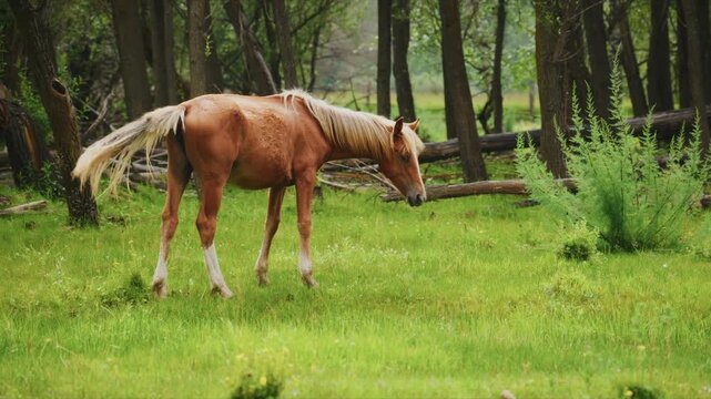 Chestnut horse grazes peacefully in a sunlit forest clearing. Its mane and tail ripple gently as it moves through tall green grass. Trees stand tall and mossy behind it. The horse appears calm