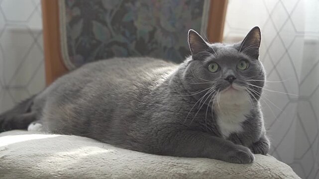 Charismatic gray cat with a white bib sitting on a fluffy chair.