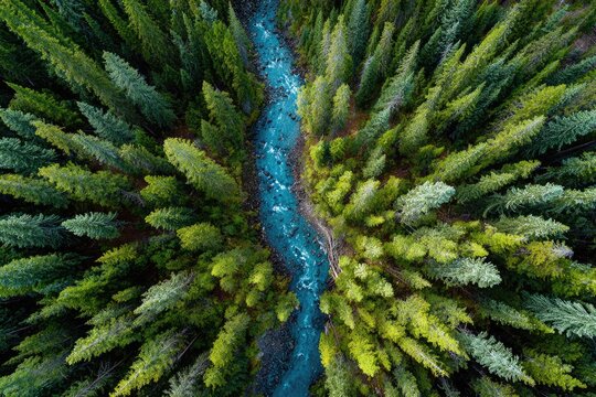 An aerial view showcases a vibrant turquoise river winding through a dense, lush forest of evergreen trees, creating a striking contrast of colors and textures.