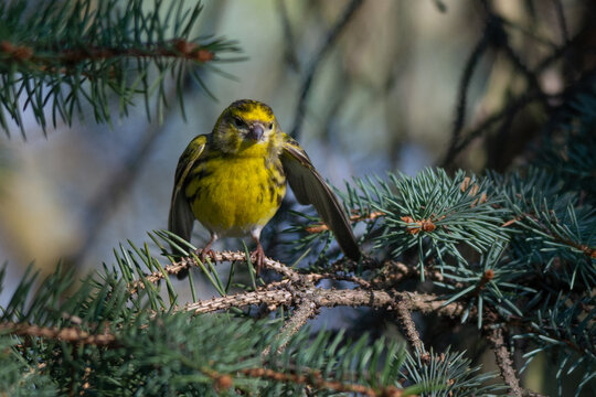 eurorean serin perched on a green coniferous tree branch