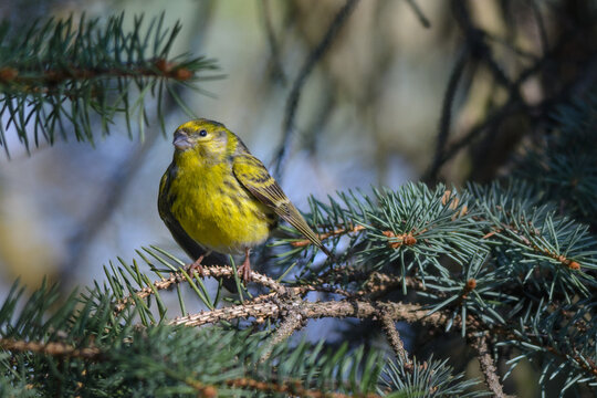 eurorean serin perched on a green coniferous tree branch