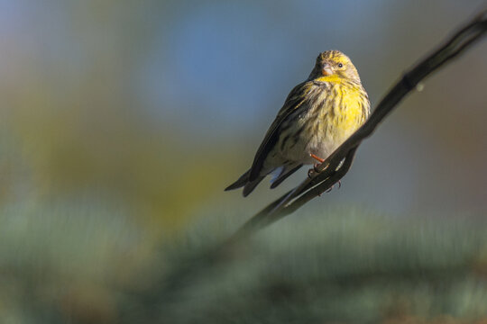 eurorean serin in the wood