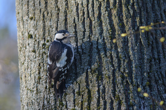great spotted woodpecker in the wood