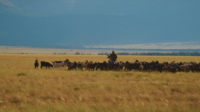 Shepherd on horseback leads vast sheep herd across golden steppe grassland. Horizon stretches wide under blue sky with distant trees. Calm scene shows peaceful rural life and pastoral tradition