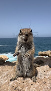 A Barbary ground squirrel standing upright on a rocky coastal cliff, facing the camera with an open mouth and one paw raised in a gesture that appears almost conversational, with the blue Atlantic Oce
